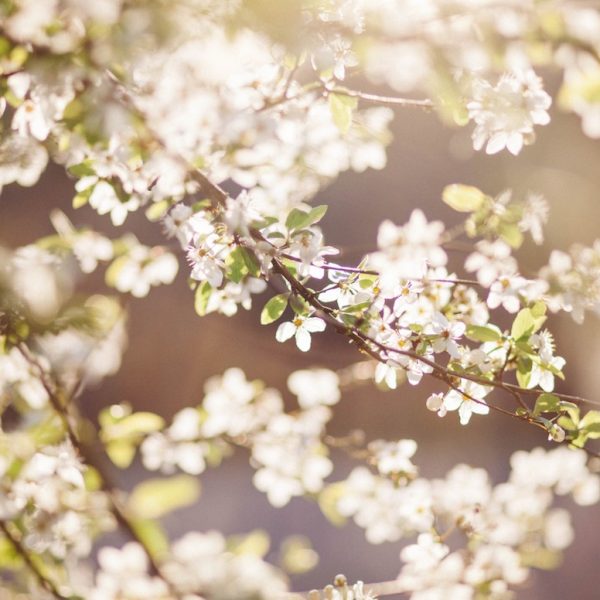 Spring Blossom