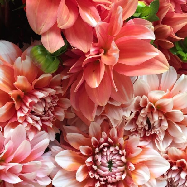 British Flowers Week 2018